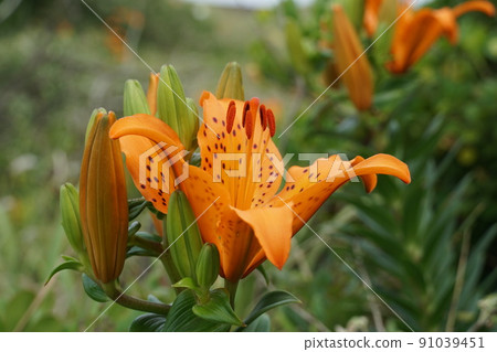 六月 茨城縣鹿島市 在沙質草地上閃耀的百合盛開景色的特寫鏡頭 91039451