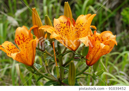 六月 茨城縣鹿島市 在沙質草地上閃耀的百合盛開景色的特寫鏡頭 91039452