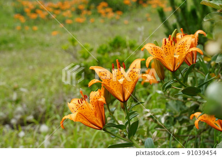 六月 茨城縣鹿島市 在沙質草地上閃耀的百合盛開景色的特寫鏡頭 91039454