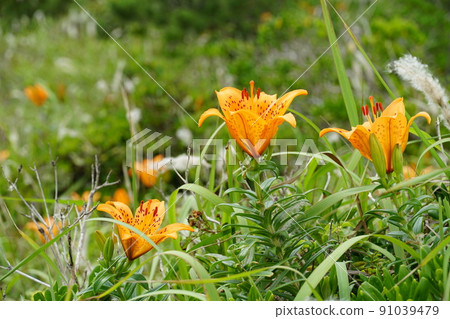 六月 茨城縣鹿島市 在沙質草地上閃耀的百合盛開景色的特寫鏡頭 91039479