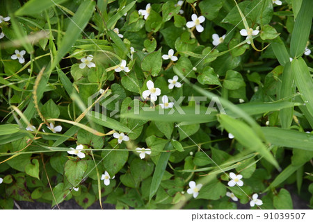 Houttuynia cordata flower Houttuynia cordata flower 91039507