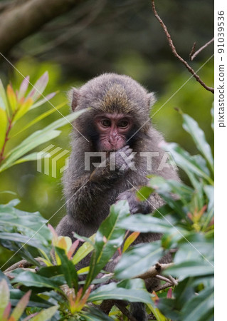 屋久島猴子 91039536