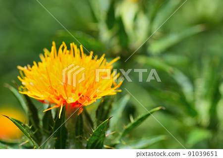 初夏風景紅花 91039651