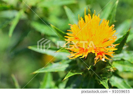 Early summer landscape safflower Early summer landscape safflower 91039655