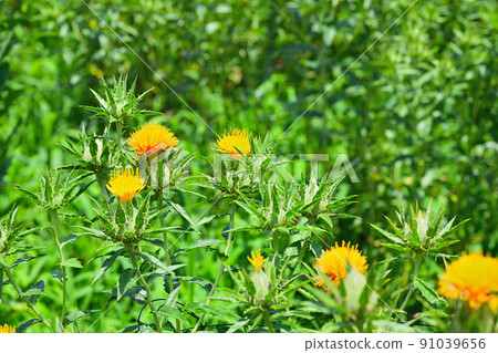 Early summer landscape safflower 91039656