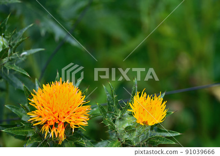 初夏風景紅花 91039666