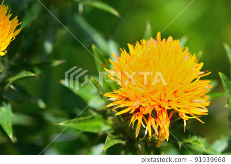 Early summer landscape safflower 91039668