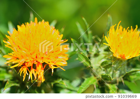Early summer landscape safflower 91039669