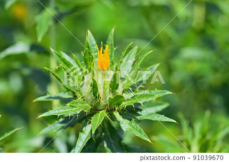 Early summer landscape safflower 91039670