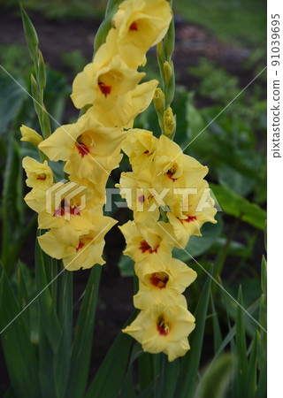 Gladiolus 91039695