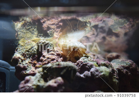 White shell aquatic hermit crab White shell aquatic hermit crab 91039758