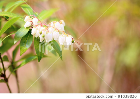 阿塞比花 91039820