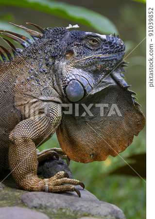 Green iguana Green iguana 91039852