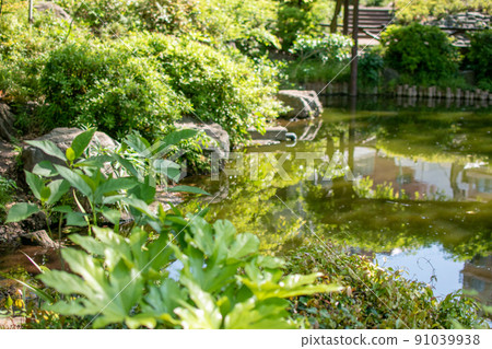 須藤公園池塘 / 東京文京區 須藤公園池塘 / 東京文京區 91039938