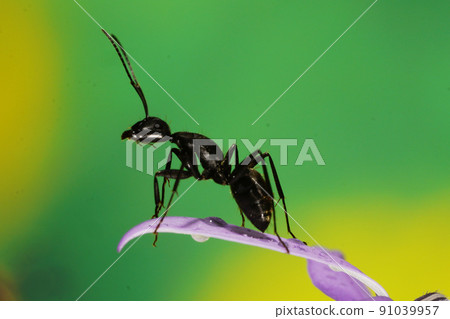 花上的大有 花上的大有 91039957