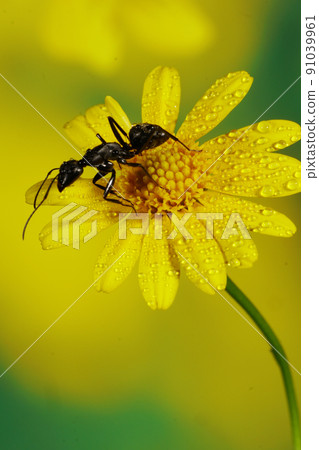 Okuroari on the flower 91039961