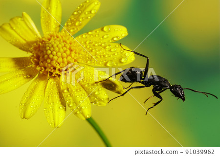 Okuroari on the flower Okuroari on the flower 91039962