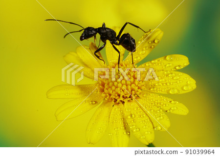 花上的大有 花上的大有 91039964