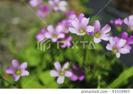 Murasaki Kabaki 91039965