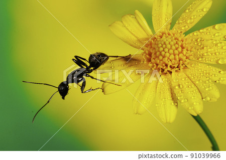 Okuroari on the flower Okuroari on the flower 91039966