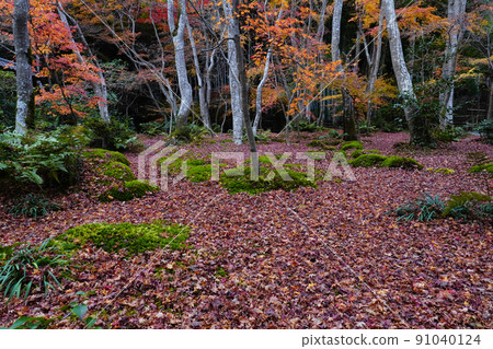 發散的葉子 91040124