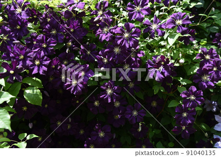 Clematis flower Clematis flower 91040135