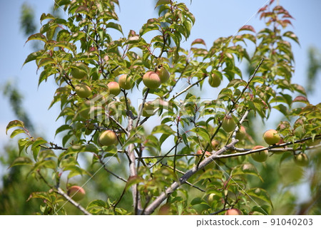 只有梅 只有梅 91040203