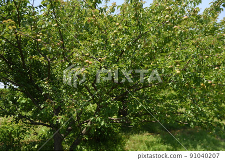 只有梅 只有梅 91040207