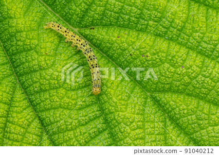 Croxita Atsuba larva (hornworm) 91040212