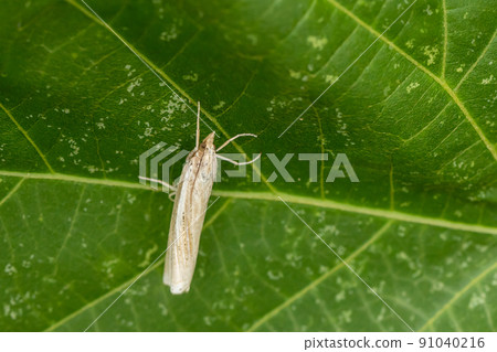 Crambid snout moth 91040216