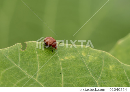 Ooca Marni Moth 91040234