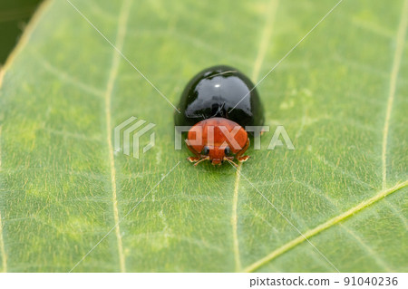 Muneakao Okurotentou (alien species) 91040236