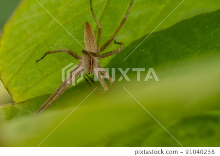 Azumadoda spider 91040238