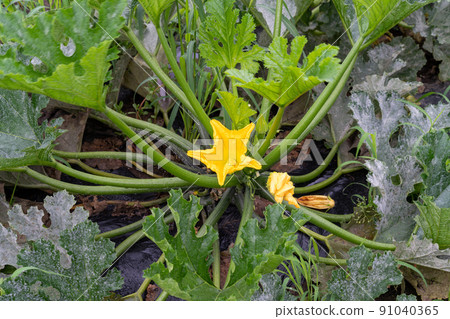 Zucchini Cucurbitaceae Pumpkin genus Zucchini Cucurbitaceae Pumpkin genus 91040365