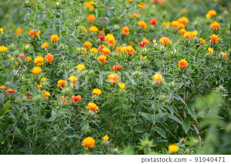 Early summer landscape safflower Early summer landscape safflower 91040471