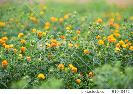Early summer landscape safflower 91040472