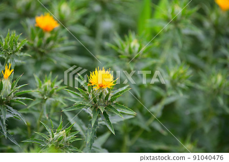 初夏風景紅花 91040476