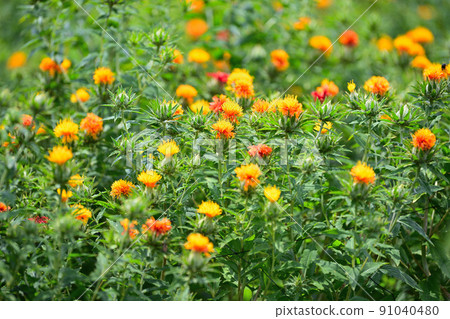 初夏風景紅花 91040480