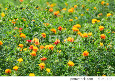 Early summer landscape safflower 91040488