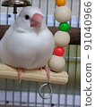 White Stone Bird 91040966