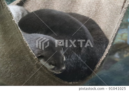 睡覺的水獺 91041025