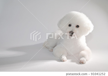 White dog posing while lying down and looking up diagonally, right-aligned on a white background 91041252