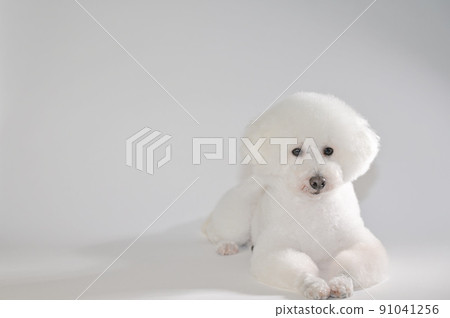 White dog posing while lying down and staring at the front White background right-aligned arrangement White dog posing while lying down and staring at the front White background right-aligned arrangement 91041256