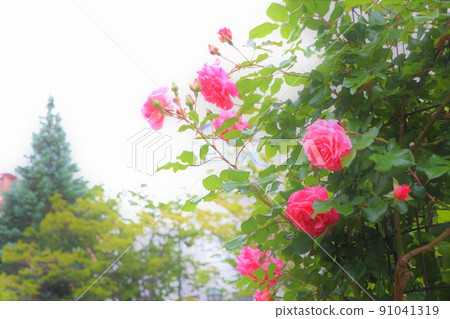 初夏玫瑰園 91041319