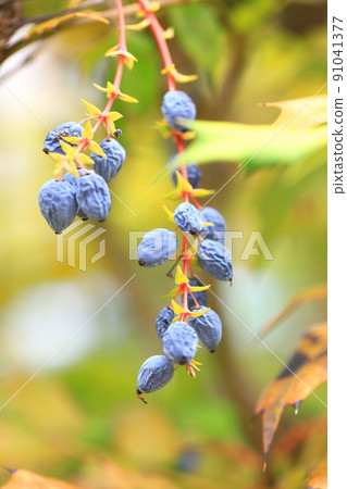 Black fruit of Mahonia japonica 91041377