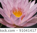 Lotus flower  91041417