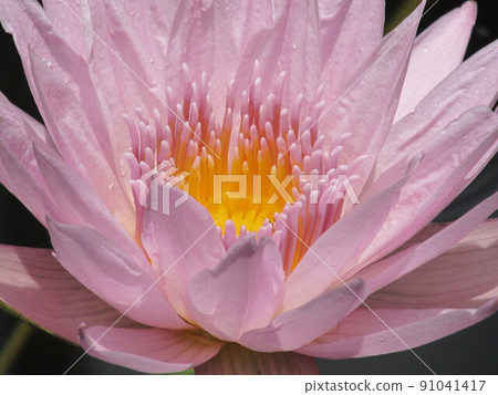 蓮花 蓮花 91041417