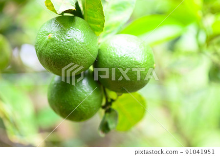 Green limes on a tree, Fresh lime citrus fruit high vitamin C in the garden farm agricultural with nature green blur background at summer Green limes on a tree, Fresh lime citrus fruit high vitamin C in the garden farm agricultural with nature green blur background at summer 91041951