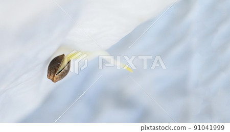 Cannabis Seedling on tissue wet for planting , close up Sprout Cannabis seeds , Hemp seeds , Marijuana seed. THC CBD 91041999