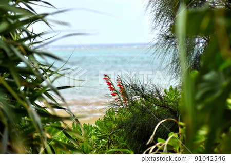 Gladiolus blooming on the beach Gladiolus blooming on the beach 91042546